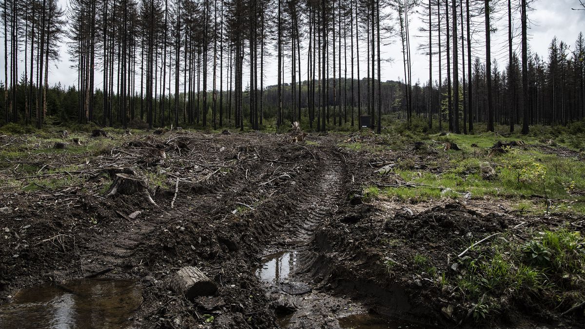 Lesy ČR obnovily epidemií přerušené pracovní Dny za obnovu lesa